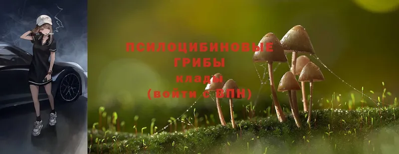 Псилоцибиновые грибы Cubensis  Кондопога 